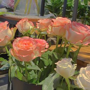 巨乳人妻教師泽井芽衣
